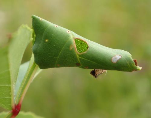 Réf. 210 630 : Caloptilia cuculipennella